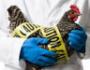 新人感染H7N9禽流感诊疗方案印发 