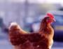 H7N9禽流感早诊早治专家共识发布